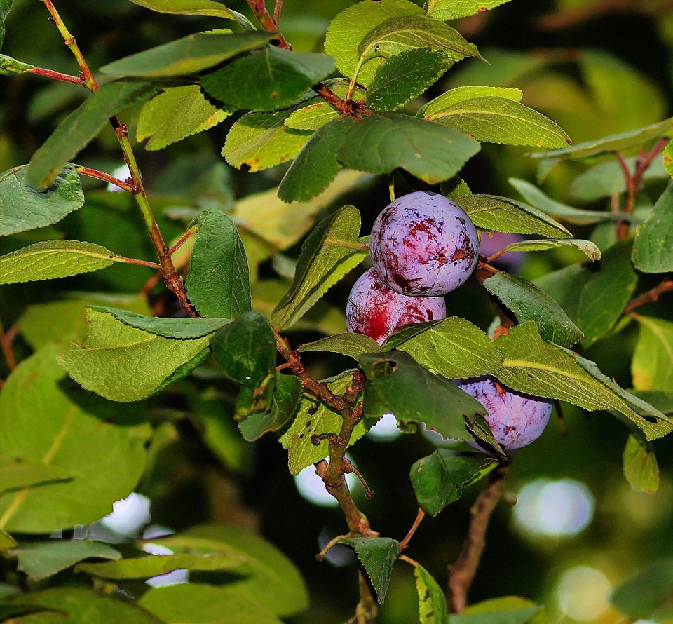 Leaves fruit sweet