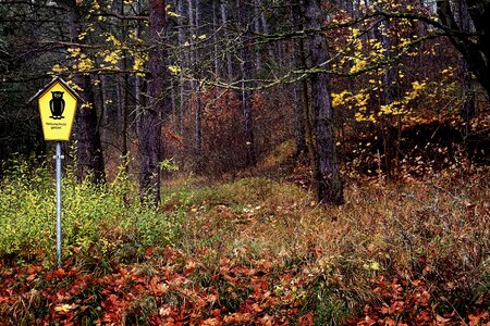 Forests trees mushroom photo