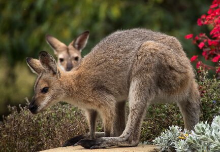 Two watching pair