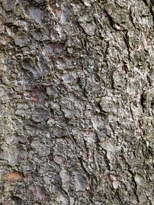Structure bark tree