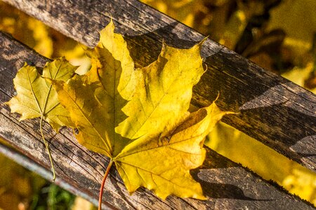 Nature autumn leaf autumn mood photo