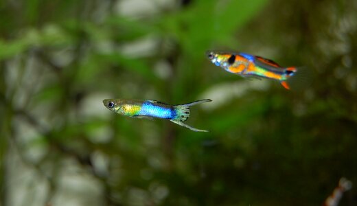 Freshwater colorful underwater world