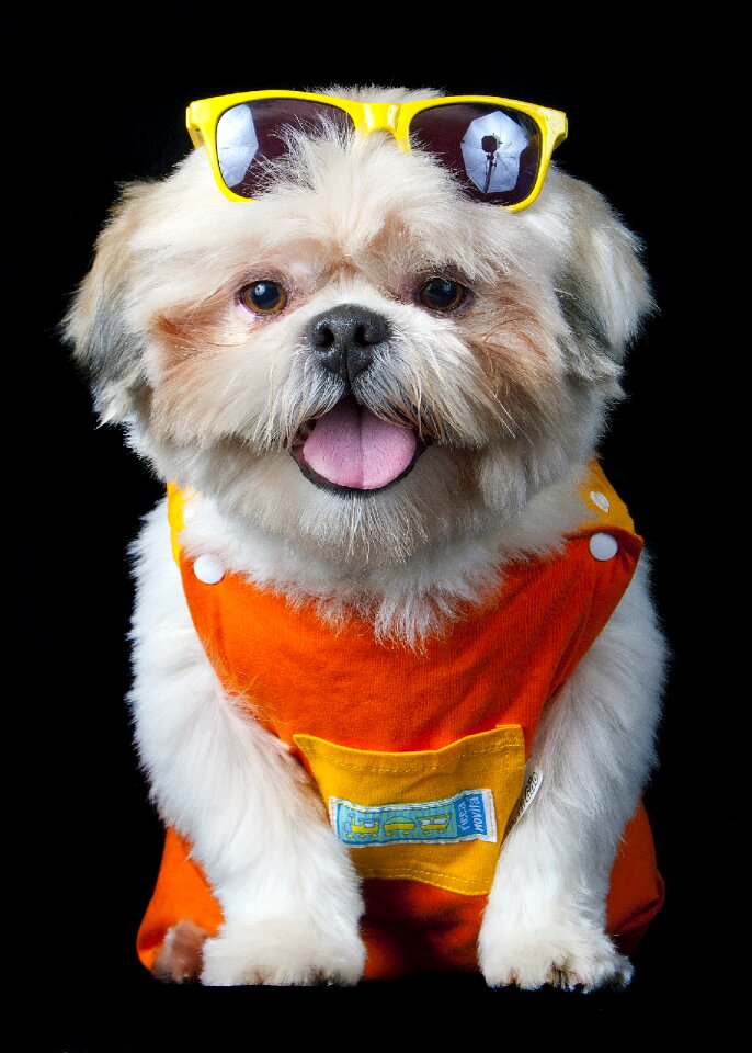 Pet beach sunglasses