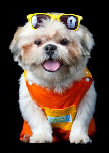 Pet beach sunglasses