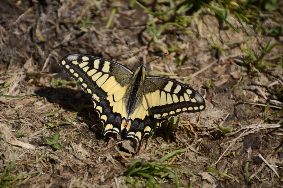 National park protected animal