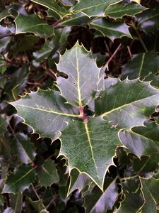 Winter leaf nature