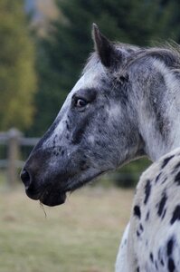Horse outdoors nature