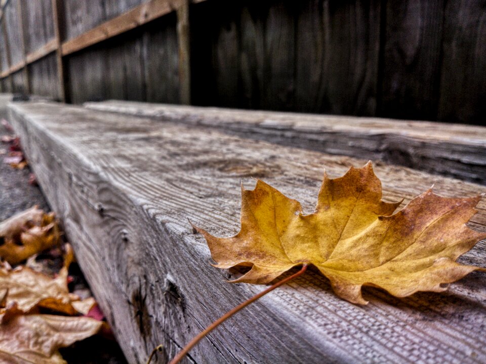 November autumn