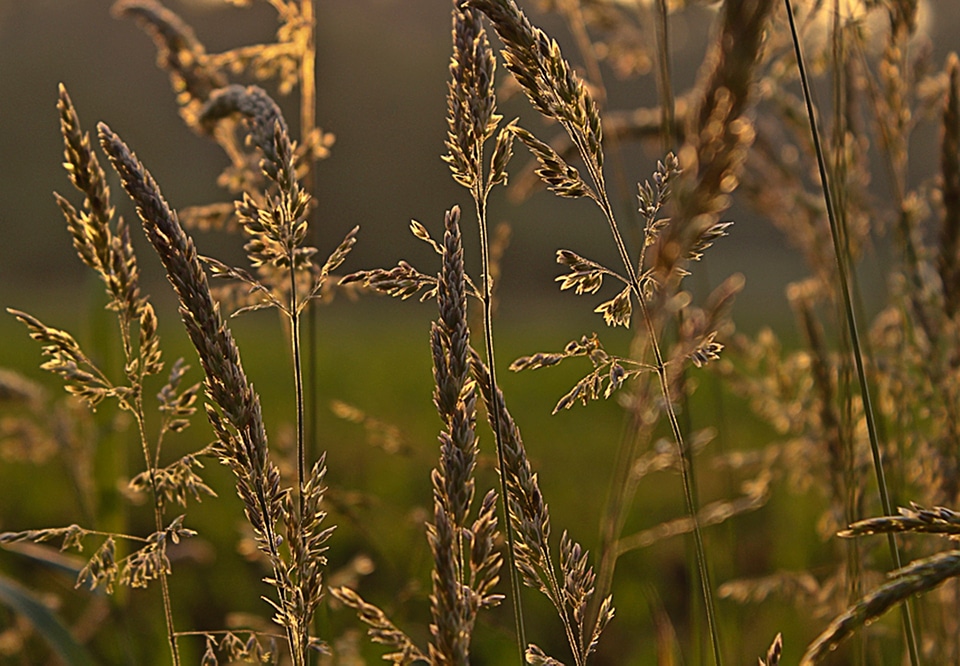 Plant summer nature