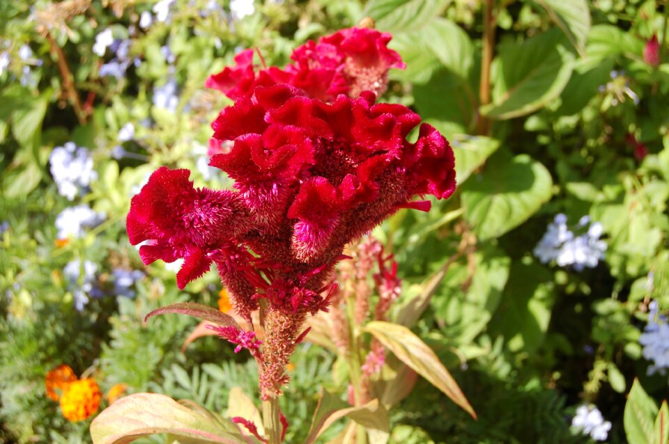 Red flower flora flower