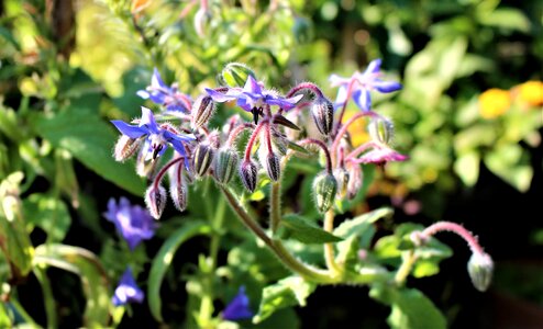 Garden grass plant