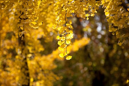Yellow leaf the leaves
