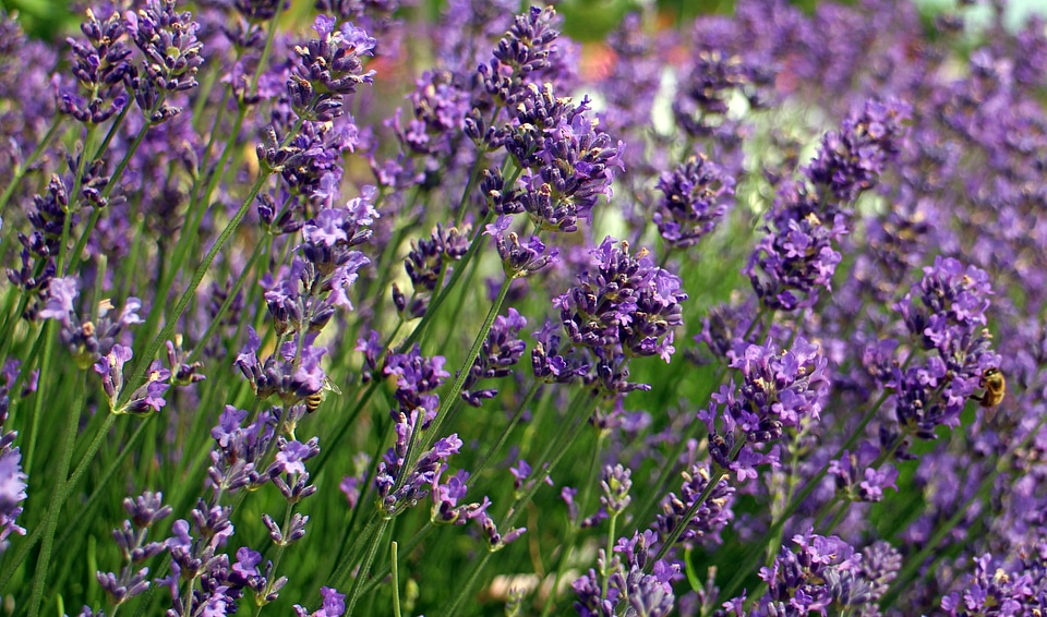 Lavender flowers flora violet photo