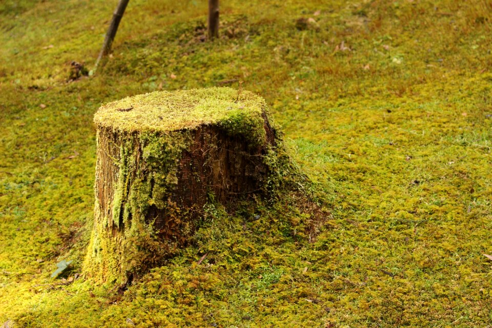 Stem wood natural