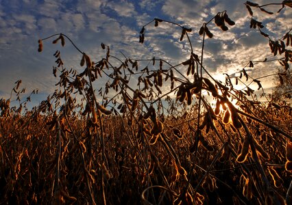 Field farm farming photo