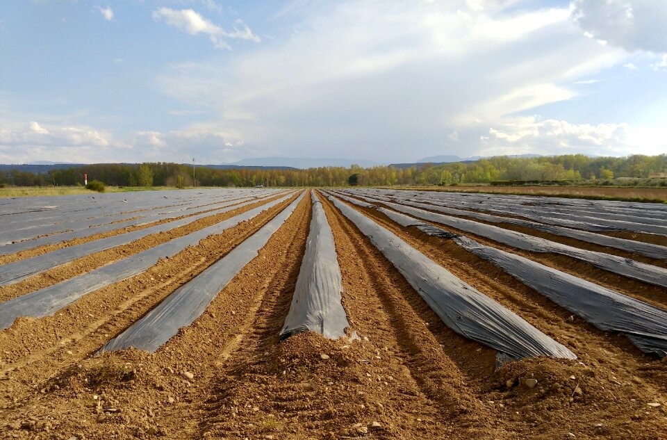 Field agriculture harvest