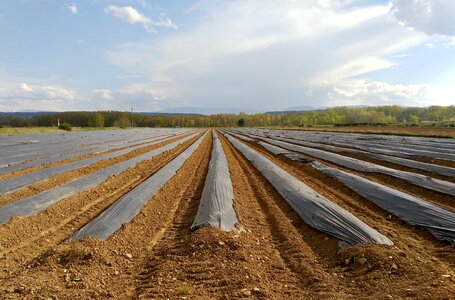 Field agriculture harvest