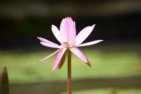 Gun cotton tree lilies lake