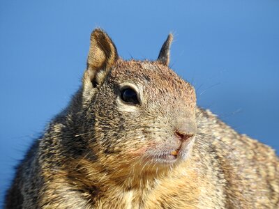 Animal wildlife wild animals