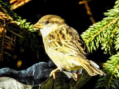 Songbird garden bird nature