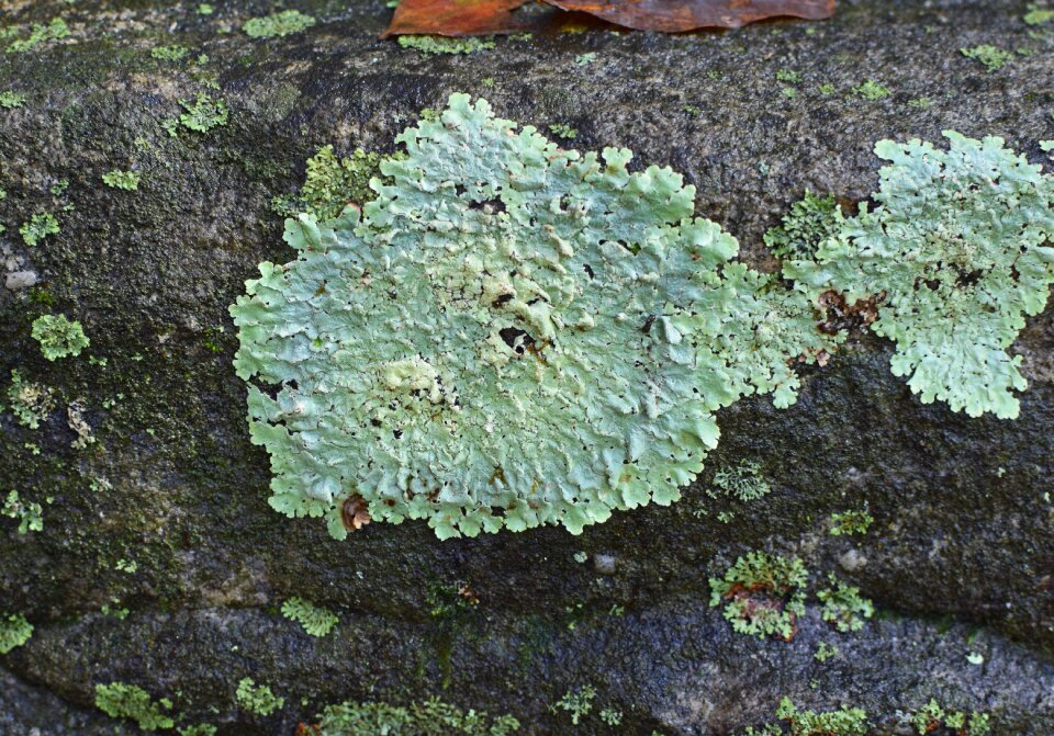 Cyanobacteria fungi nature