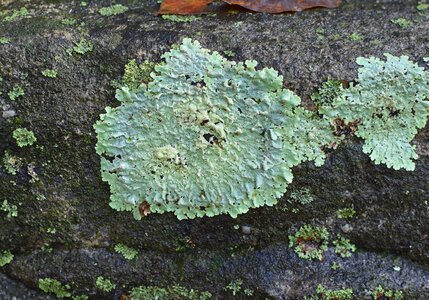 Cyanobacteria fungi nature