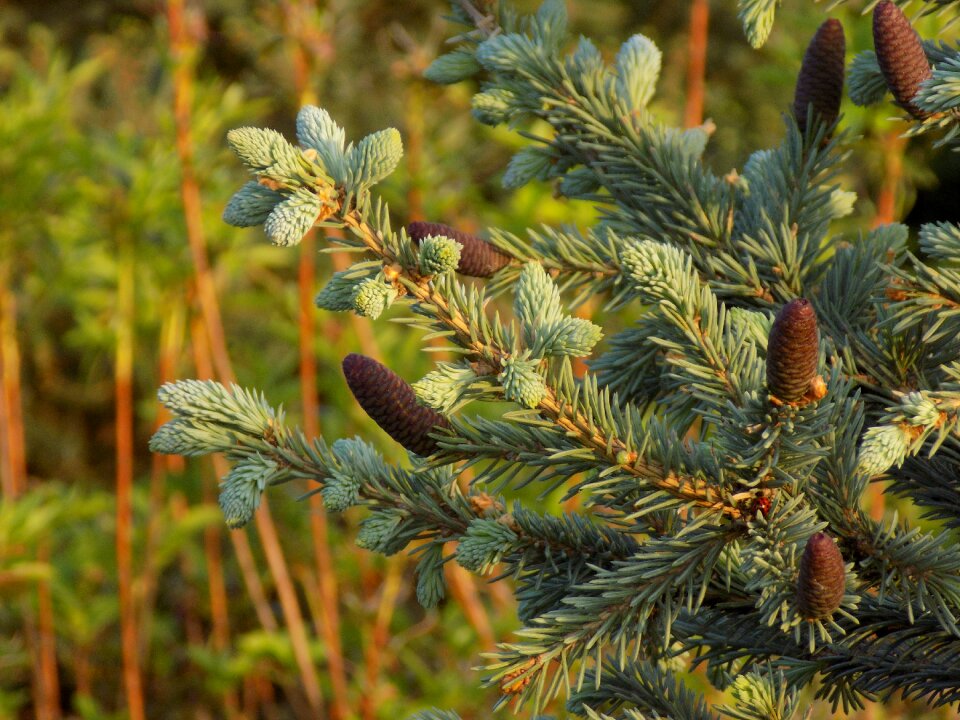 Spruce conifer botanical garden