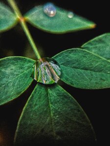 Wow essential oils green