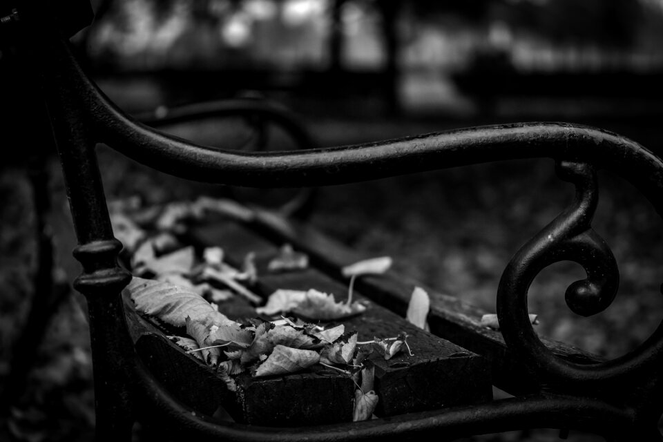 Autumn black and white