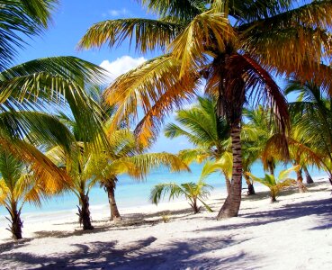 Palm beach Free photos