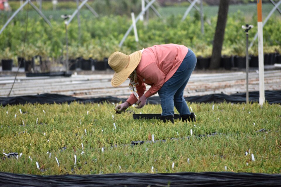 Woman worker working