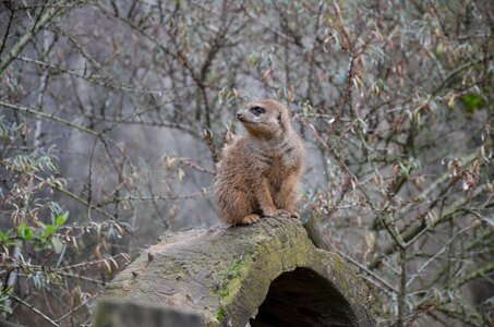 Keep watch animal watch photo