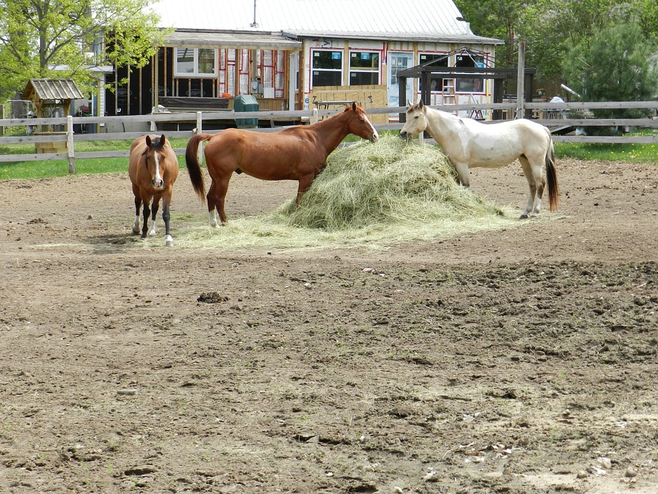 Horse meadow animal
