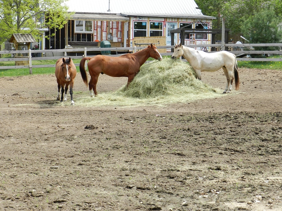 Horse meadow animal photo