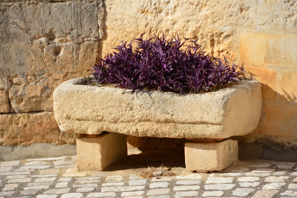 Italy matera flowers
