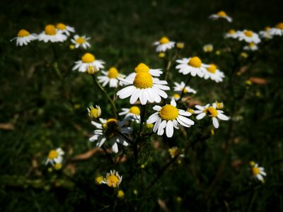 White yellow armonia
