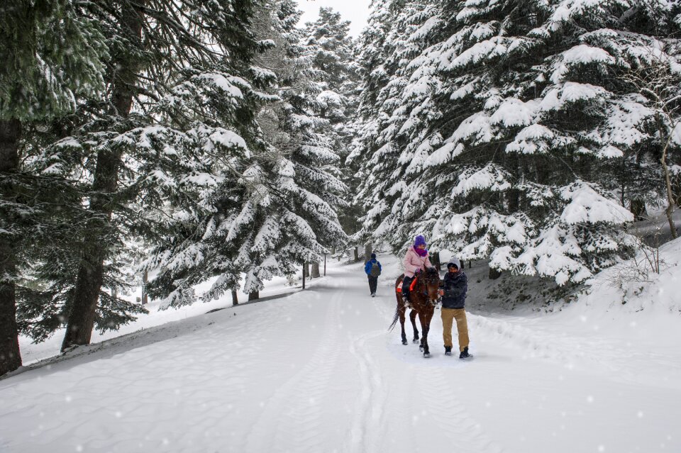 Horse snow landscape