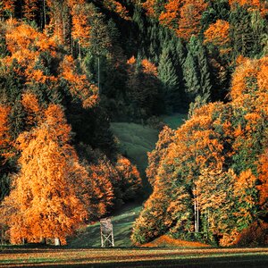 Forest golden autumn autumn mood