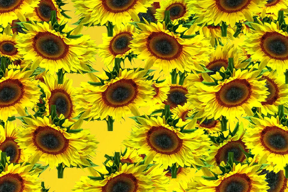 Texture yellow summer