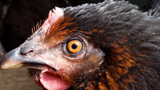 Chicken beak eyes photo