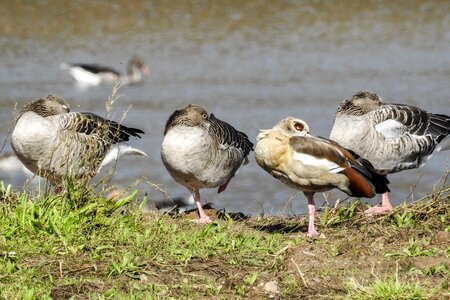 Bird nature animal