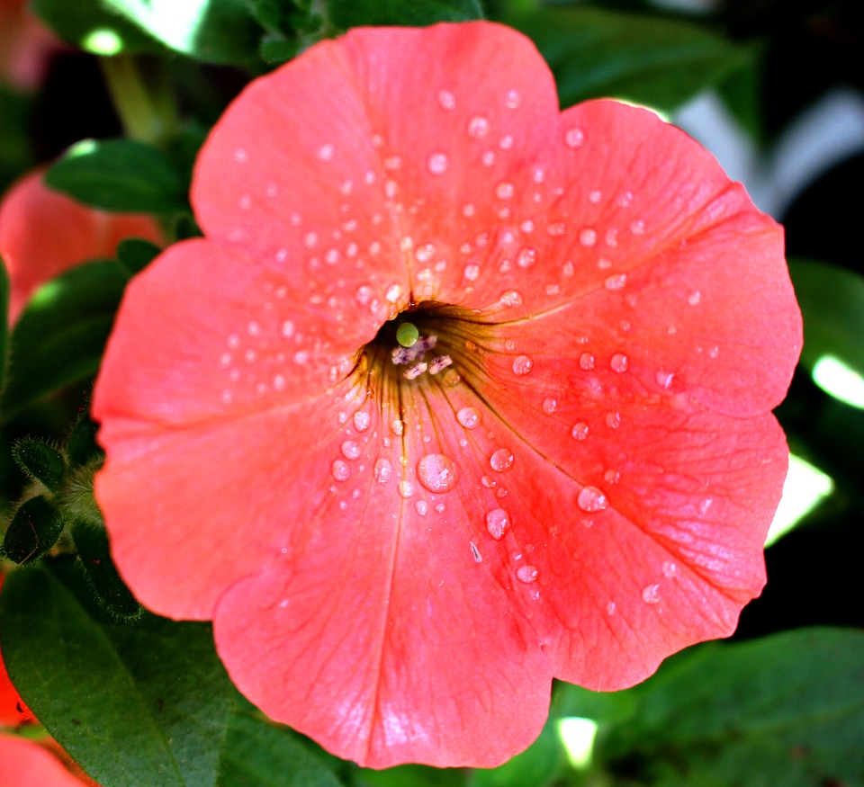 Petunia salmon close up