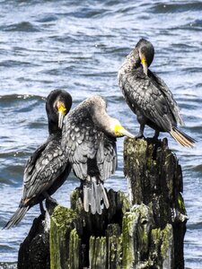 Water bird nature animal photo