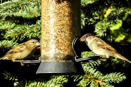 Songbird garden bird nature