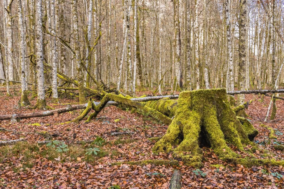 Nature decay morsch