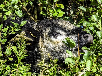 Weidetier animal nature