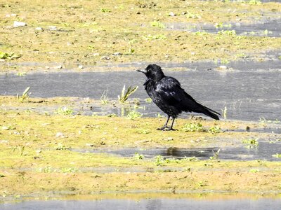 Bird nature animal