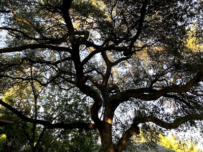 Nature green arbor