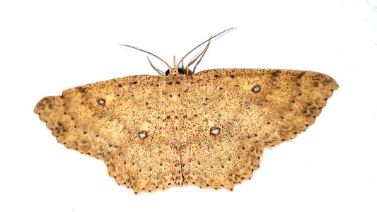 Butterfly night wings
