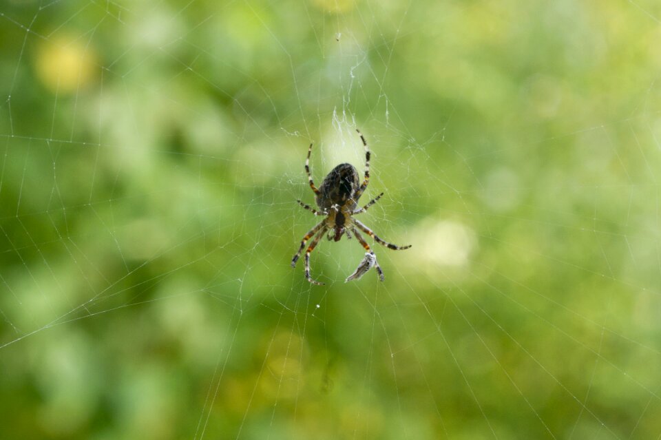 Close up web arachnid